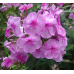 Флокс Phlox Седая Дама
